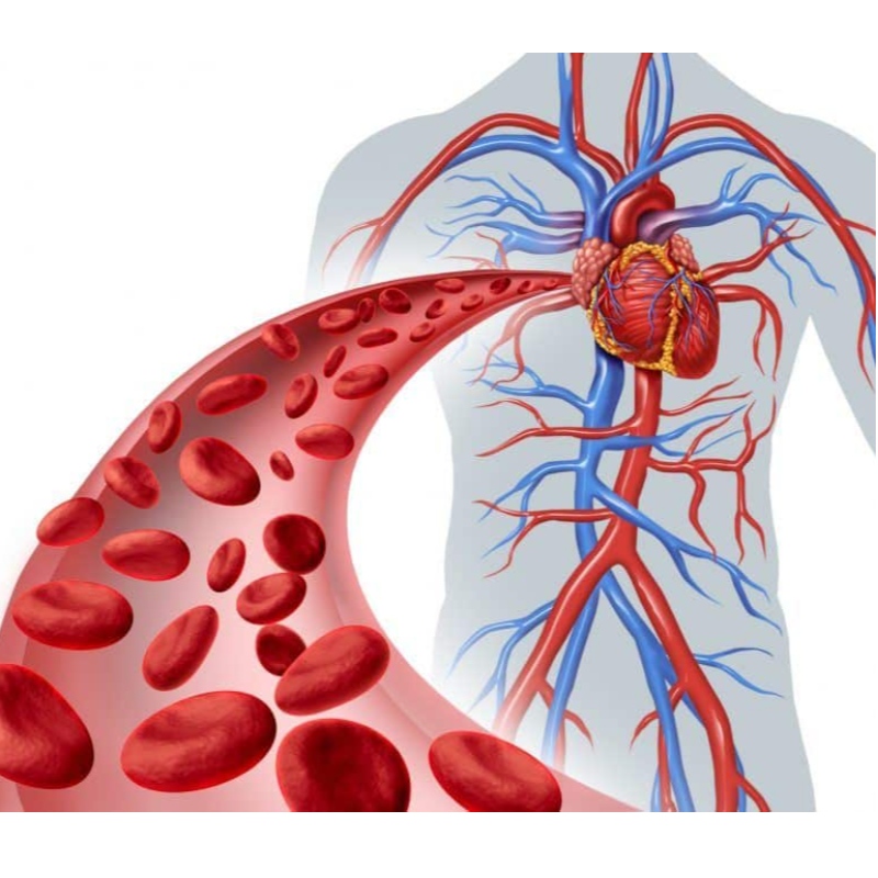 Sichuan University: NMN kann hypertensive Schäden an Blutgefäßen bei Mäusen hemmen